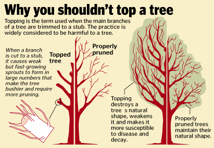 treeToppingDesc